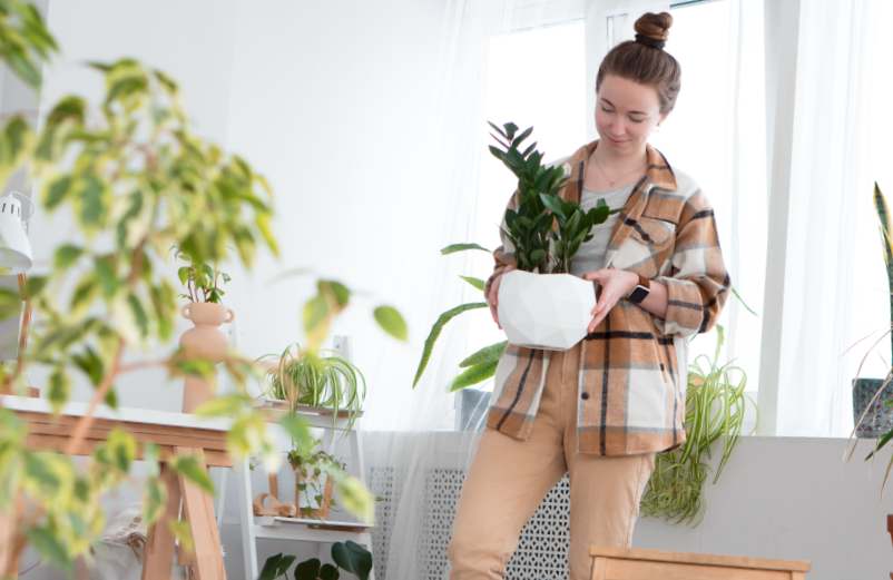 Les plantes d'intérieur faciles à entretenir : une touche de nature sans tracas